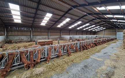 vaches allaitantes 20221221 151308