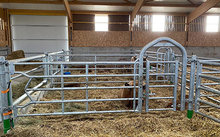 vaches allaitantes 8